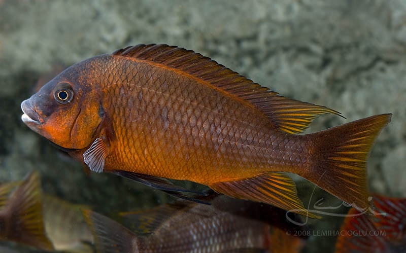 Petrochromis sp. 'red' Mahale Mountains NP